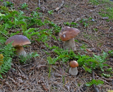 Skarby z las&oacute;w obok Dębek